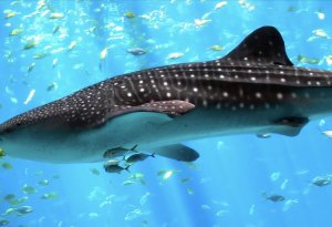 Dünyanın ən böyük köpəkbalığı Misir sahillərində göründü