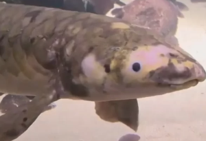 ABŞ-da 100 yaşı ola biləcək akvarium balığı tapılıb