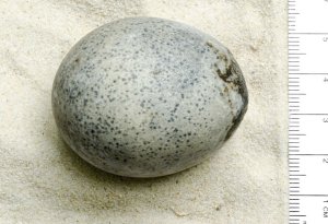 Arxeoloqlar içərisində maye olan 1700 illik yumurta aşkar ediblər