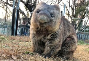 Yapon zooparkından olan Wombat dünyanın ən yaşlısı kimi tanınır