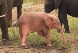 Cənubi Afrikada unikal çəhrayı fil balası doğulub