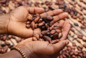 Kakaonun qiyməti tarixi rekorda imza atıb
