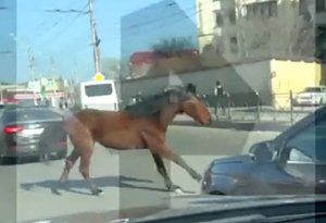 Maşın atı vurub öldürdü  (18+VİDEO)