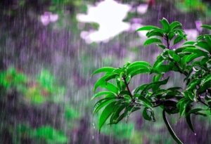 Külək əsəcək, yağış yağacaq – Sabahın havası

