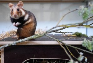 Almaniya 39 hamster üçün 2,5 milyon avro xərcləyəcək