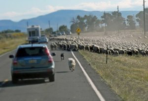 Heyvanların səbəb olduğu yol qəzalarında ölənlərin sayı məlum oldu