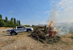 Naxçıvanda 8 tona yaxın çətənə kolu məhv edildi