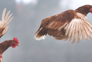 "Qadın da toyuq, heyvan kəsə bilər" -İlahiyyatçıdan MARAQLI AÇIQLAMA