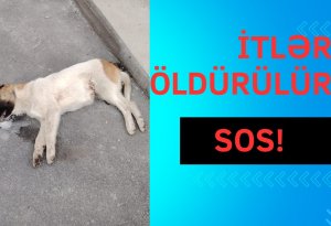 SOS! İtlər kütləvi şəkildə öldürülür