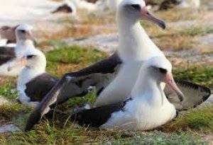 Dünyanın ən yaşlı çöl quşu yumurtladı