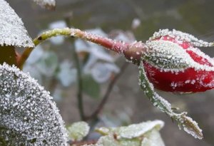 Naxçıvanda 7°    şaxta    var