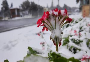 İlin son günündə bu ərazilərə    qar    yağdı