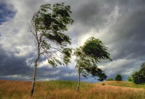 Milli Hidrometeorologiya Xidməti küləklə bağlı xəbərdarlıq etdi