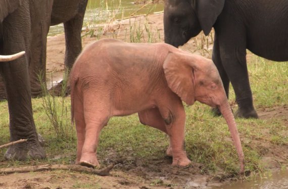 Cənubi Afrikada unikal çəhrayı fil balası doğulub
