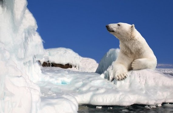 Arktikanın yenidən dondurulması planı hazırlanır