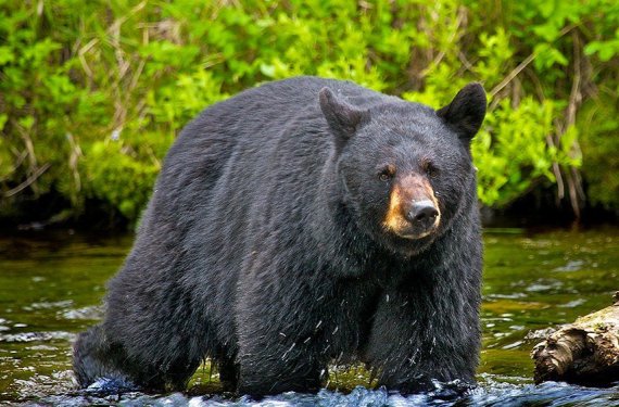 WHAT YOU NEED TO KNOW ABOUT EATING BEAR MEAT