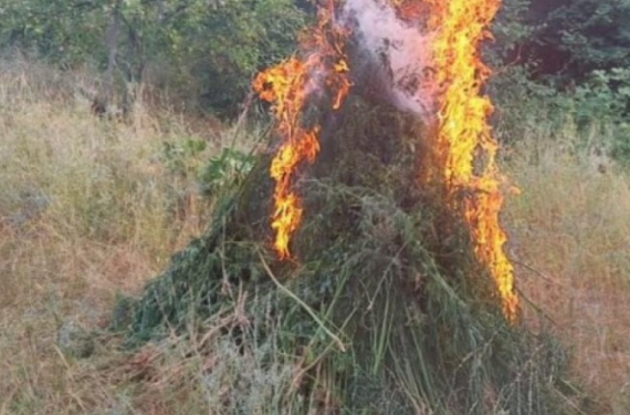 Qusarda narkotik bitkilər məhv edilib