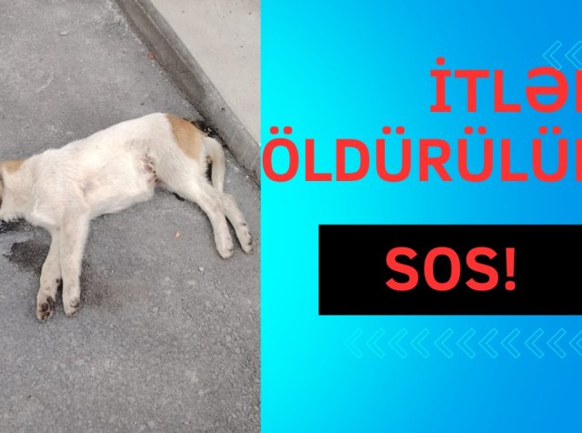 SOS! İtlər kütləvi şəkildə öldürülür