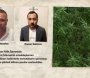 Polis Bakıda narkoplantasiya aşkarladı - VİDEO