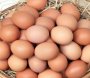 Bu il Azərbaycan Rusiyaya 47,7 milyon ədəd yumurta ixrac edib