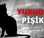 Yuxuda pişik görmək görün nəyə işarə imiş — Yuxu yozmaları