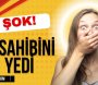 Bakıda dəhşət! İt sahibini yedi