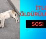 SOS! İtlər kütləvi şəkildə öldürülür