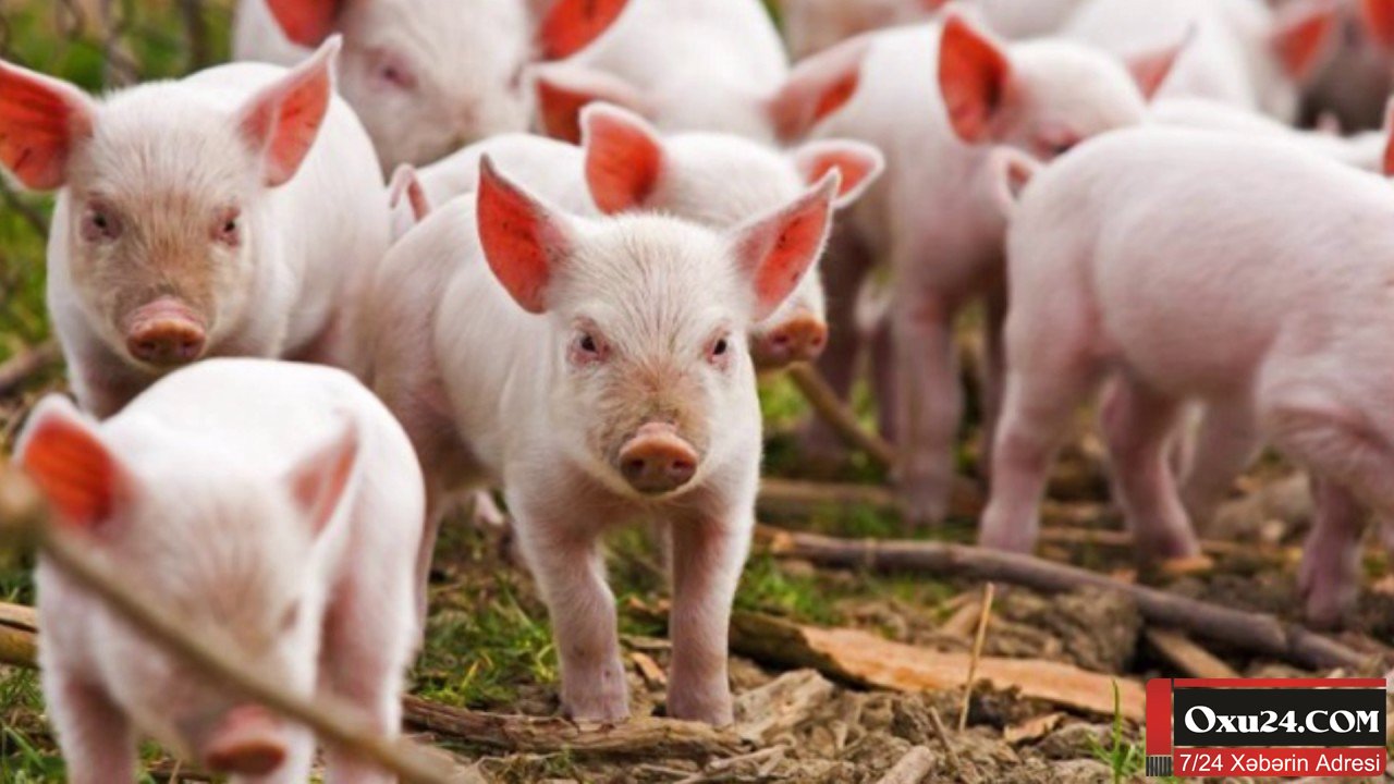 Donuz gübrəsindən istifadə edilərək yetişdirilən məhsul haIaldırmı?