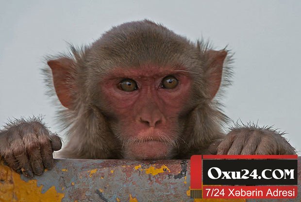 Meymun körpəni qaçırıb öldürdü