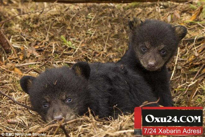 Saxladığı küçük böyüyəndə ayı çıxdı - ŞOK
