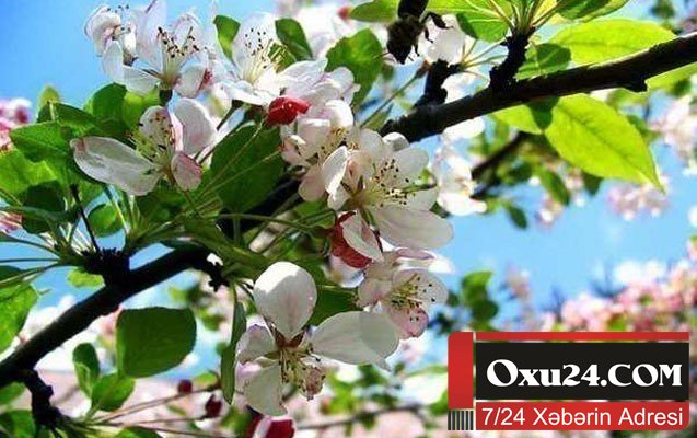 Azərbaycanda havanın temperaturu daha da yüksələcək