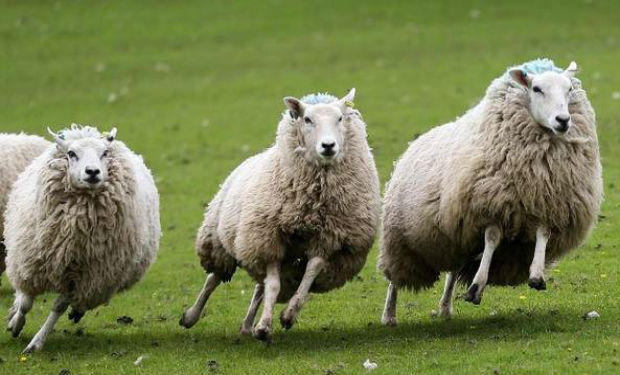 Narkotik maddə yeyən qoyunlar kəndin altını üstünə çevirdilər