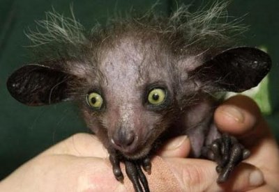 Heyvanlar aləmini sevənlər üçün maraqlı VİDEO