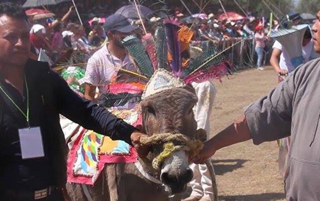 Eşşəklərin festivalı keçirildi - Bu da oldu +Video