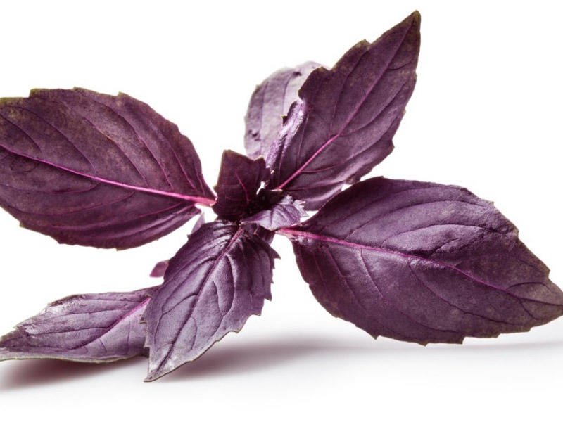 Gündə iki yarpağını yemək kifayətdir - FAYDALAR