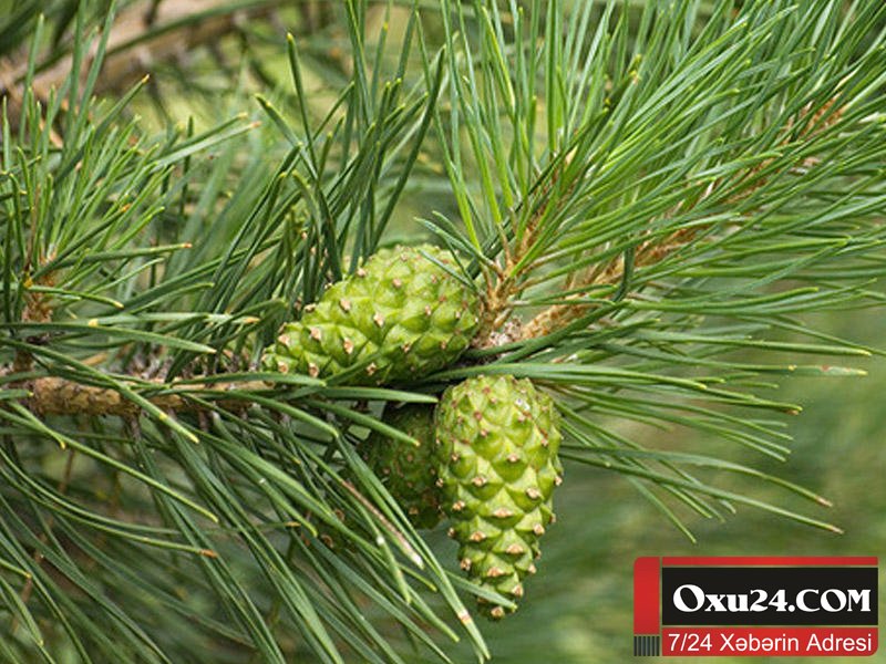 Astmanın dərmanı: şam qozasının mürəbbəsi - HAZIRLANMA QAYDASI