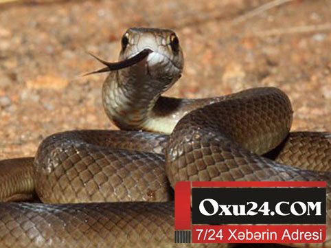 Azərbaycanda 10 yaşlı uşağı ilan sancıb