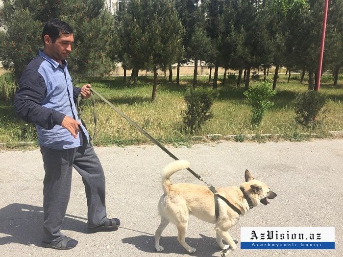 Bakıda bu xəstəxanada insanları itlər müalicə edir - FOTOLAR