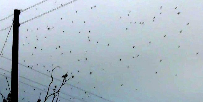 Azərbaycanda şok! Göydən görün nə yağdı +VİDEO