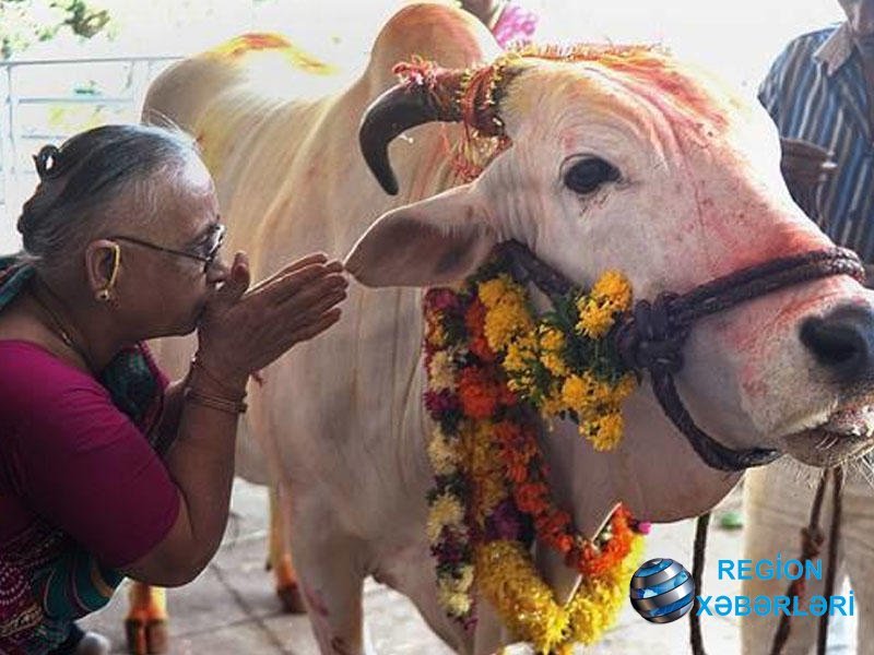 Hindistanda inək kəsən müsəlmanı döyə-döyə öldürdülər