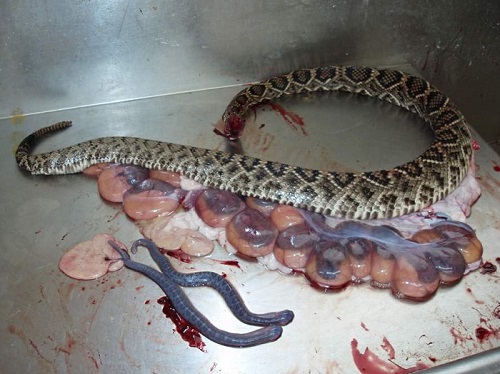 ŞOK! Tanınmış şəxsin evinə başı kəsilmiş ilan atdılar - Vasif Akifli gizlinləri açdı