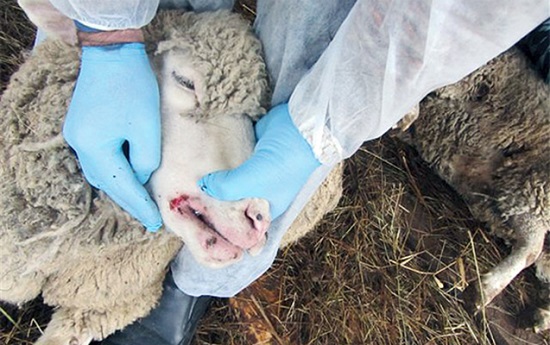 XƏBƏRDARLIQ!Heyvanlar arasında xəstəlik yayılıb -