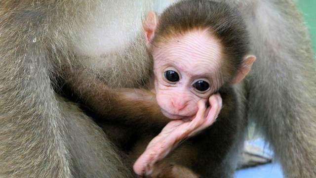 Yeni təhlükəli virus yayılıb - Meymun qripi
