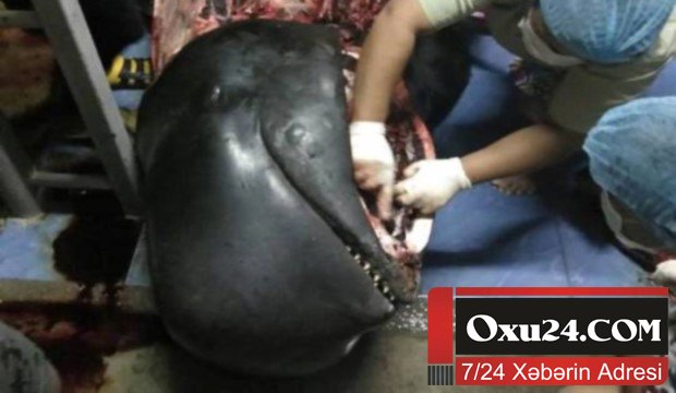 Balinanın mədəsindən çıxanlar şok yaratdı – Fotolar