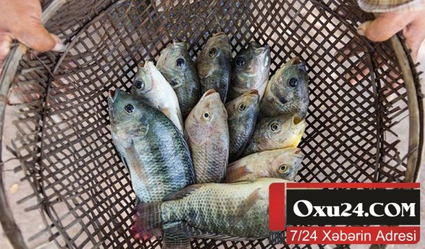 Kürdəmir sakini balıq tutarkən faciəvi şəkildə ölüb