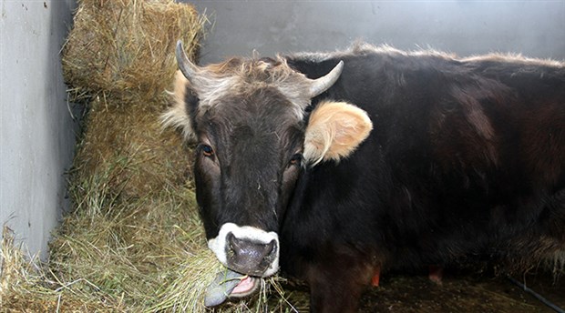 İsmayıllıda hamını heyrətə gətirən müəmmalı hadisənin səbəbi bilindi