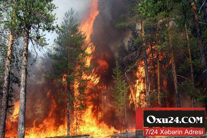 20 mindən çox insan təxliyə olundu - Meşə yanğınlarına görə