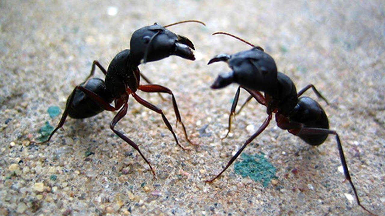 Azərbaycanlını qarışqa dişlədi, 16 min manat sığorta aldı -