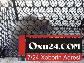 Qaxda qeyri-adi heyvan tapılıb - FOTO