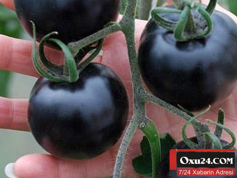 Qeyri-adi tərəvəz: Qara pomidor görənləri təəccübləndirdi